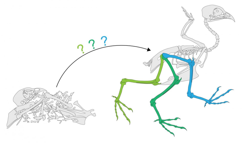 A reliable reconstruction of quail hip mobility using existing ligaments, and not just bone.